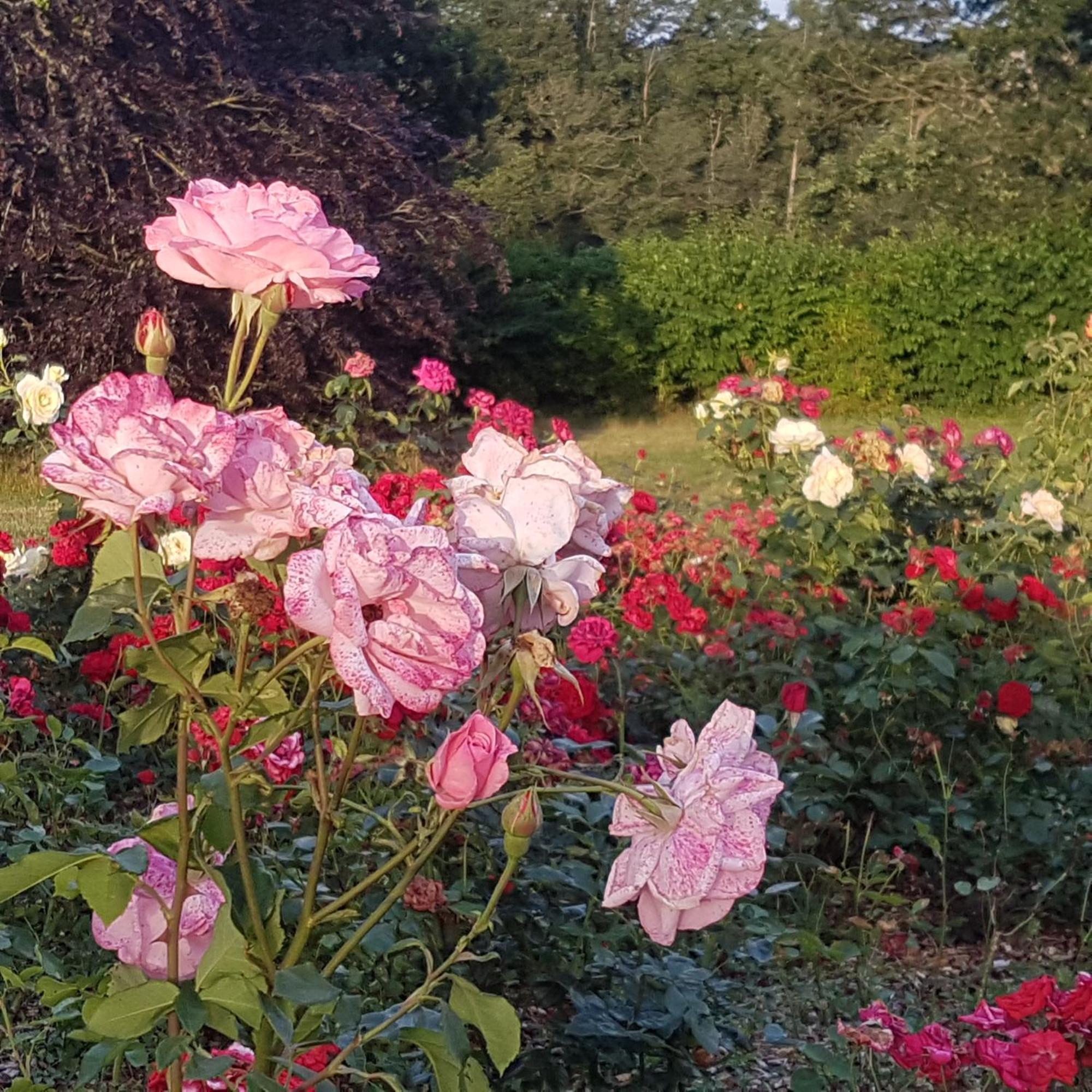 若瑟兰Domaine De La Chesnaie住宿加早餐旅馆 外观 照片